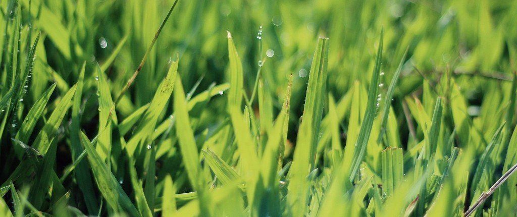 Caring For Your Lawn In The Winter