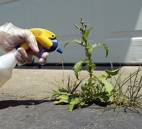 Technician spraying a weed with a spray bottle