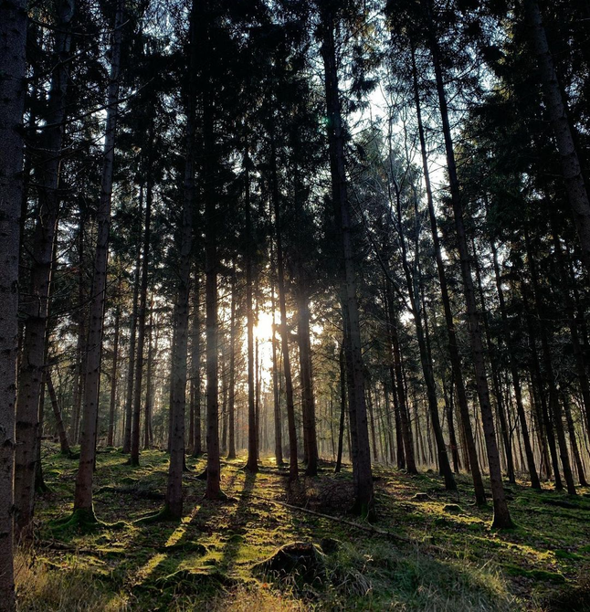 The sun is shining through the trees in the forest