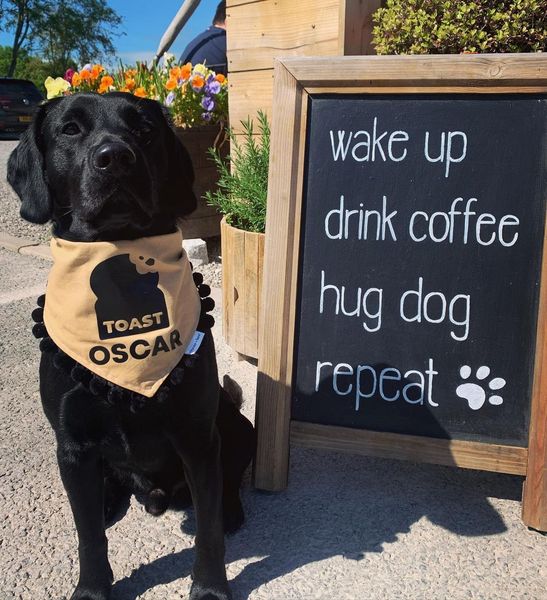 A black dog wearing a TOAST branded bandana that says oscar