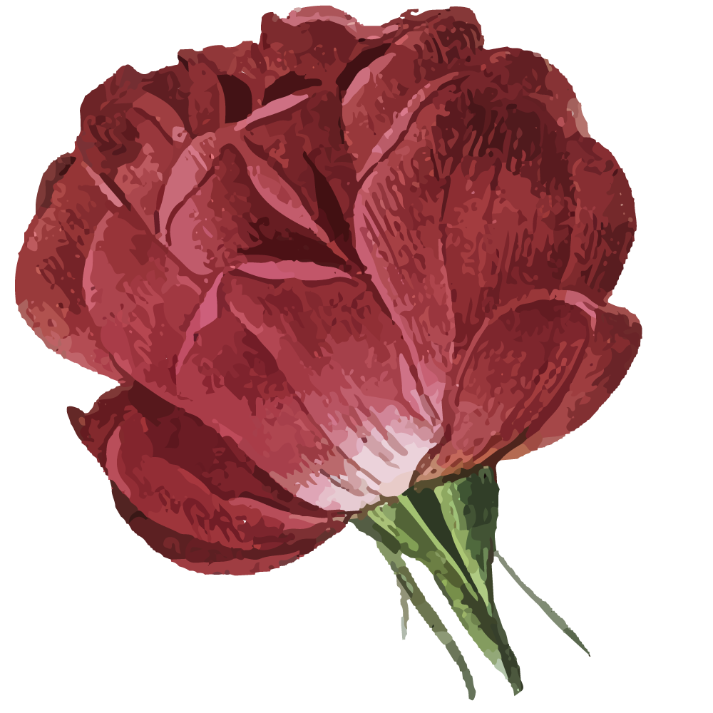 Red rose with layered petals and green stems on a white background