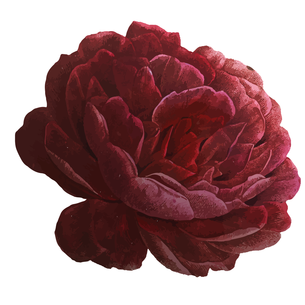 Dark red peony bloom on a white background