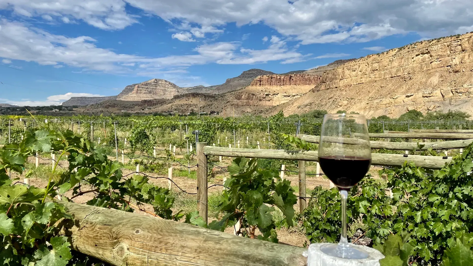 Vineyard rows on a sunny hillside with green grapevines and dry hills in the background