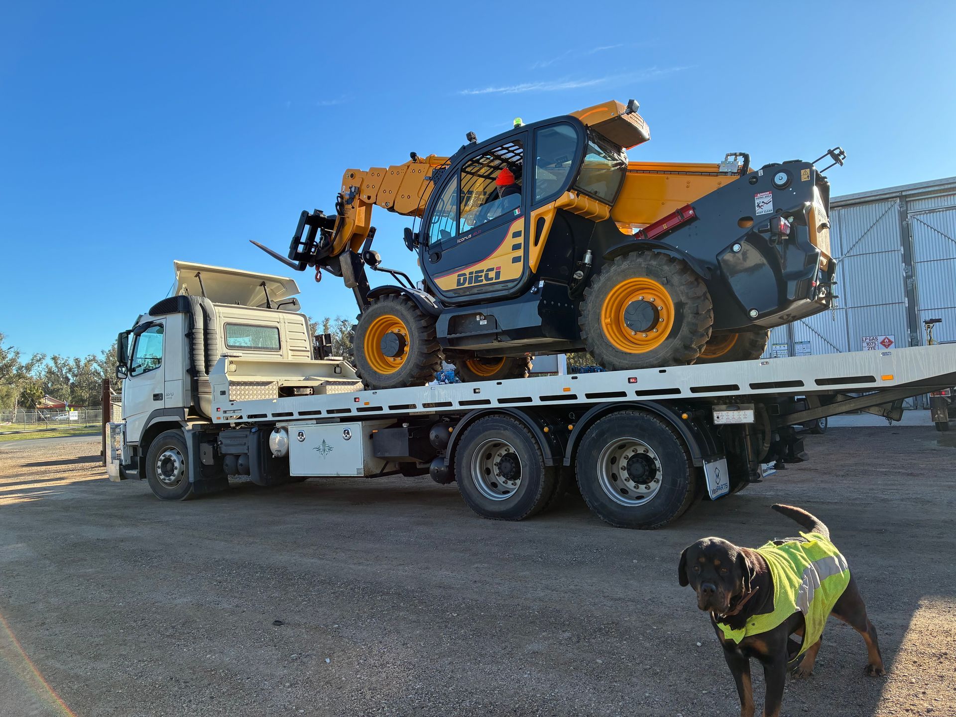 A flatbed truck carrying a yellow and black JCB telehandler, a dog in a safety vest watches.