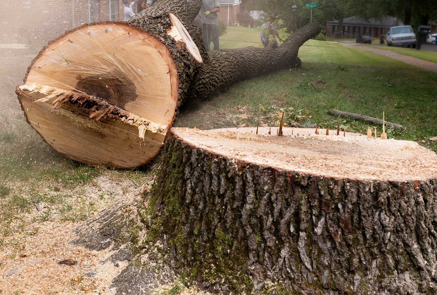 Cut tree trunk and log in backyard