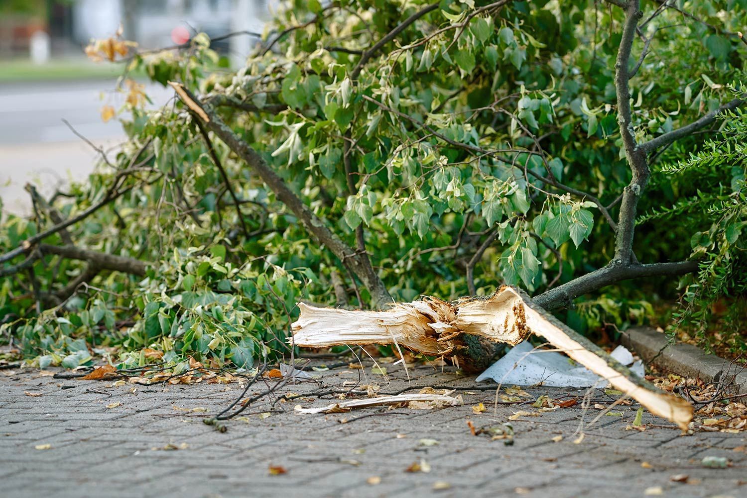 Storm tree damage debris on sidewalk