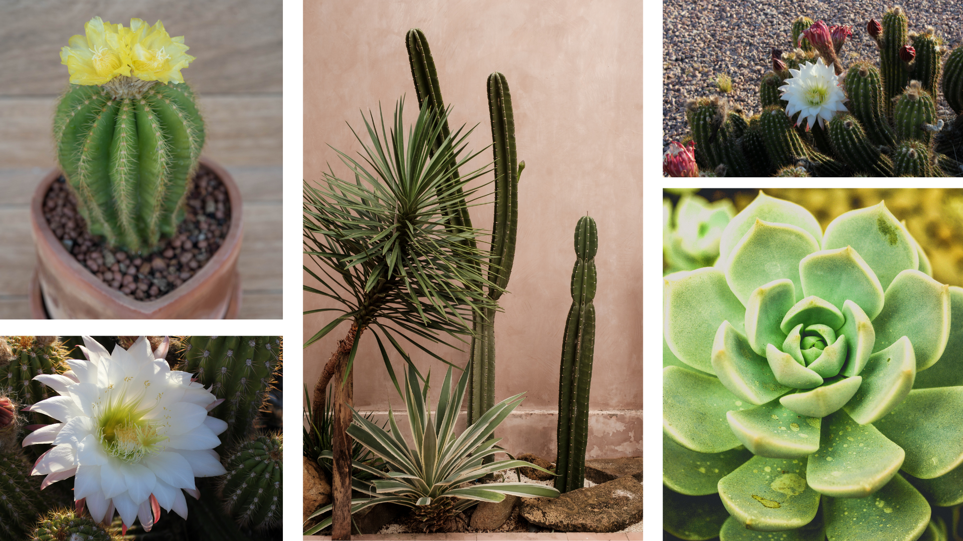 Sustainable and beautiful cacti in modern desert landscapes