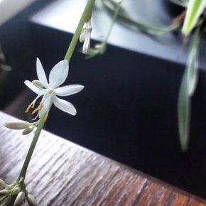 Een kleine witte bloem met een geel hart staat op een houten tafel