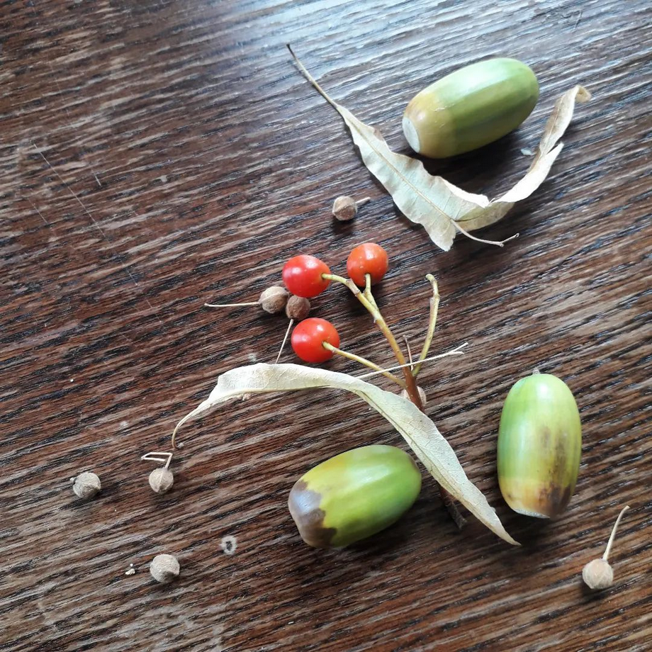 Groene eikels en rode bessen op een houten tafel