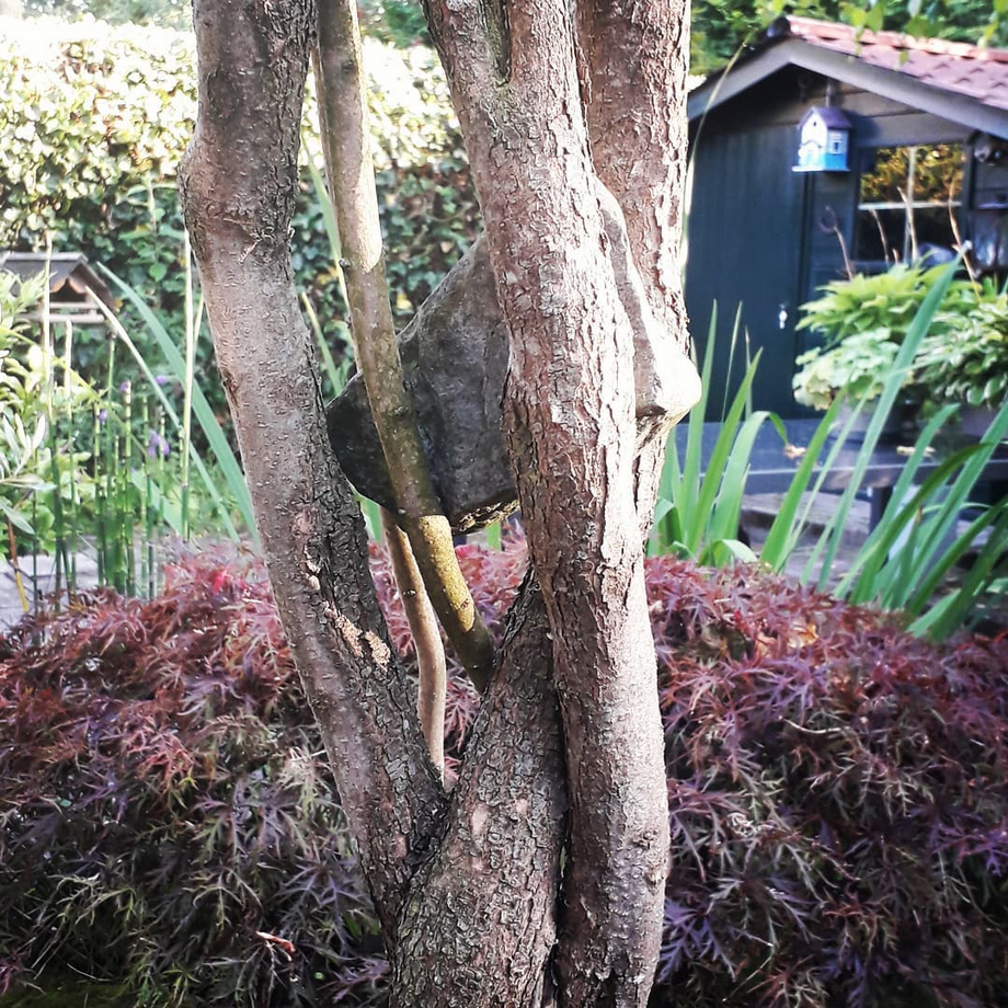 Een boom in een tuin met een vogelhuisje op de achtergrond