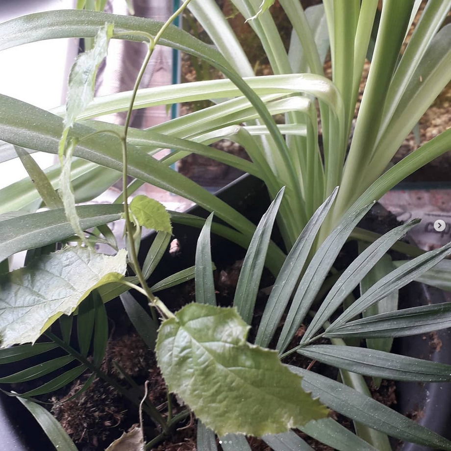 Een close-up van een plant met een groen blad