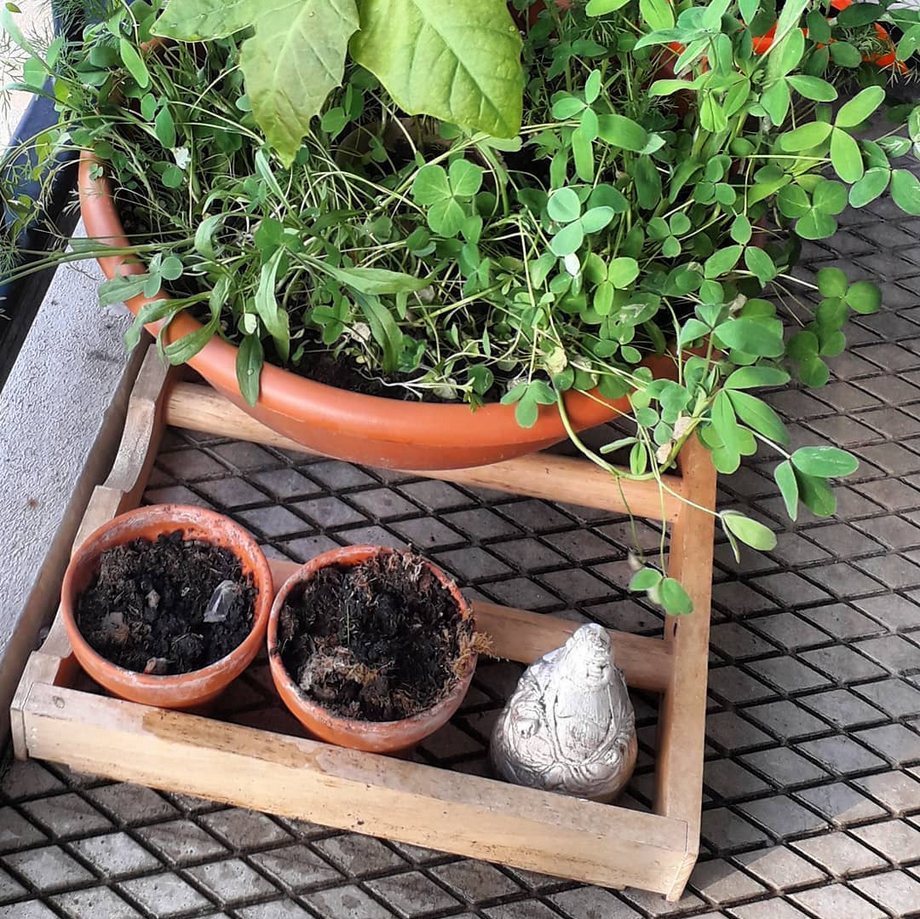 Een potplant staat op een houten plank naast twee kleine potten