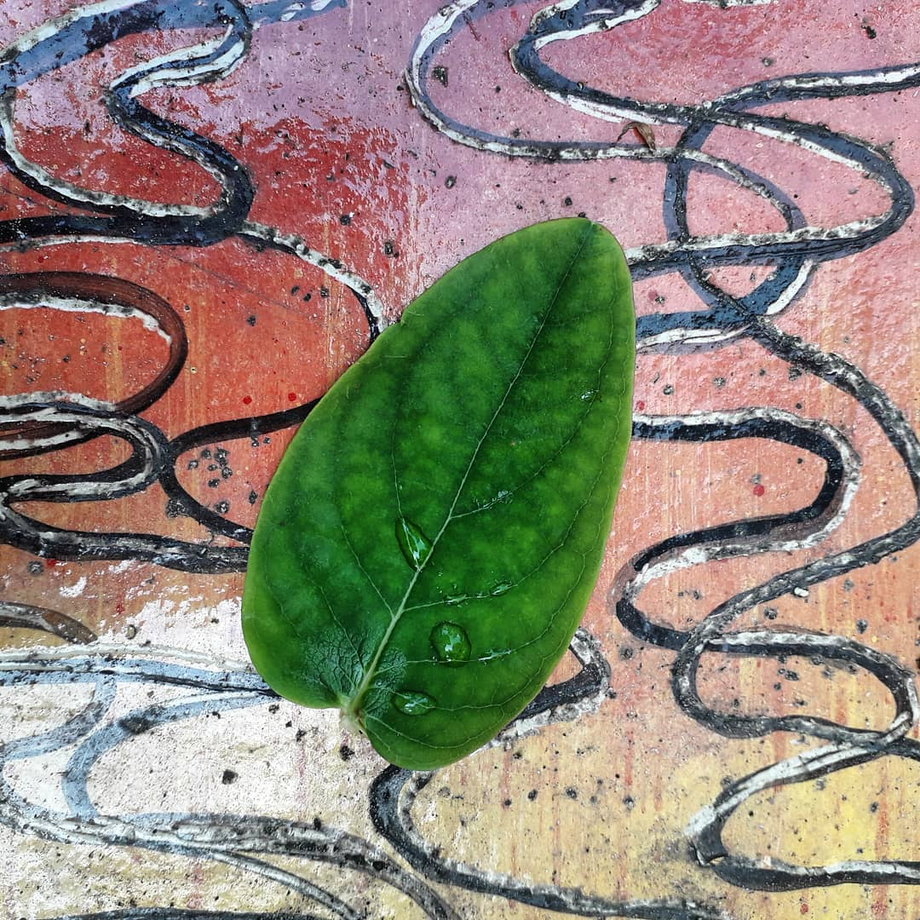 Een groen blad met een druppel water erop