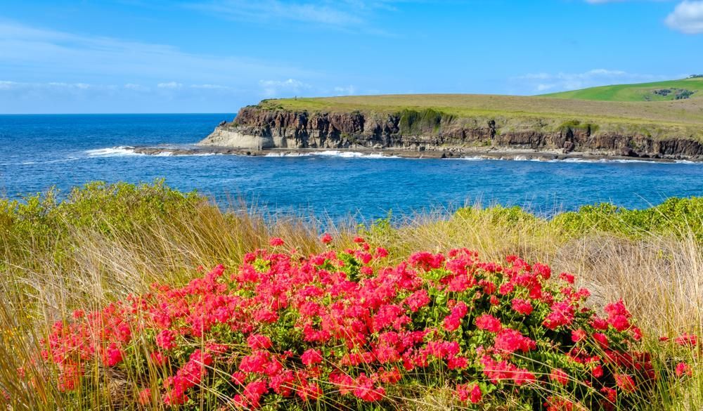A Bush with Red Flowers in Front of A Body of Water — Coolman Airconditioning in Wollongbar, NSW