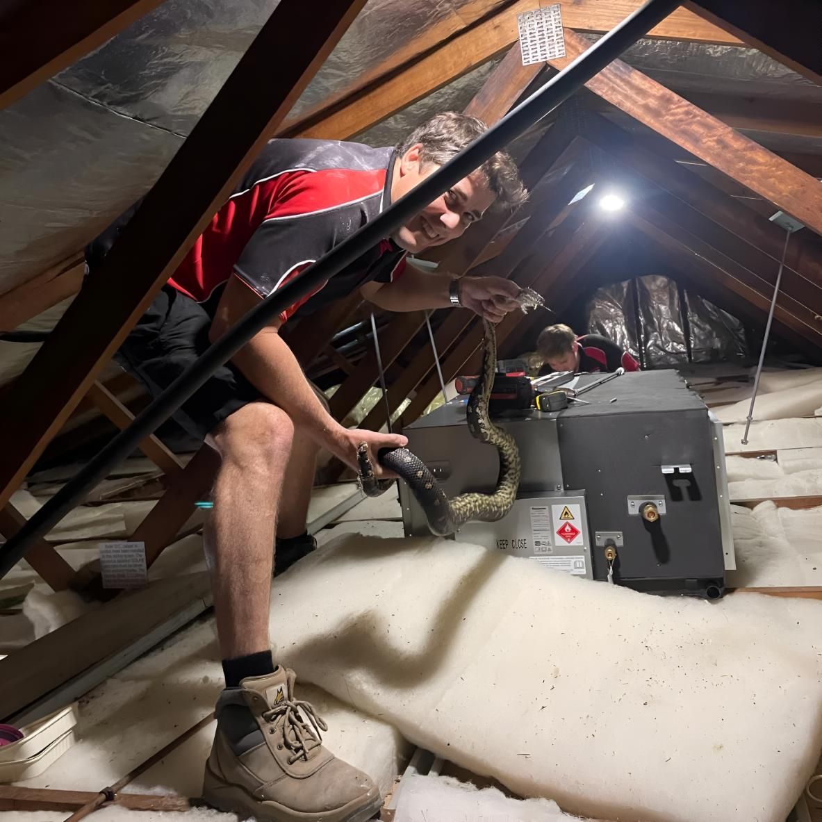 Man in an Attic With a Snake in His Hand — Coolman Airconditioning in Broken Head, NSW