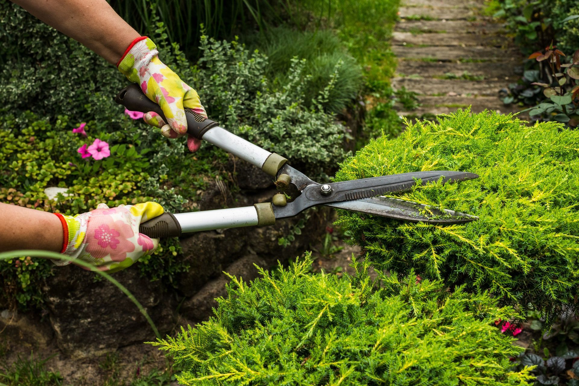 Person wearing gloves uses shears to trim a green bush in a garden.
