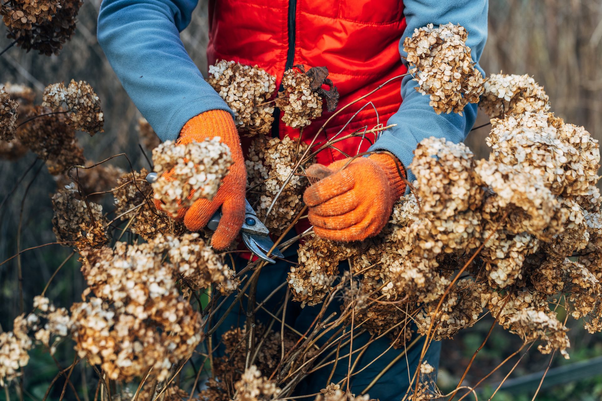 Person wearing orange gloves trimming dried flower heads; wearing red vest and blue shirt.