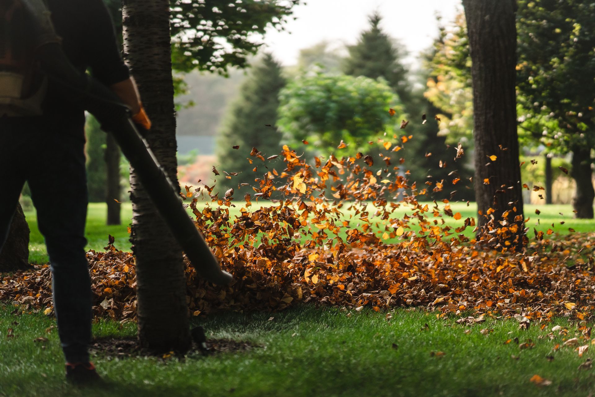 A man is blowing leaves in a park with a leaf blower.