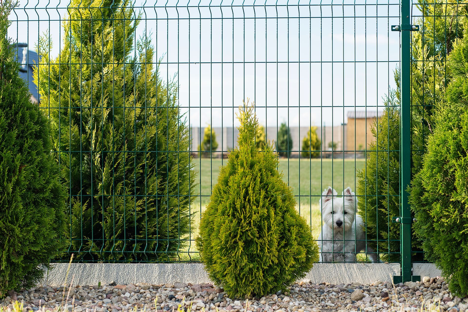 A small white dog is behind a green fence.