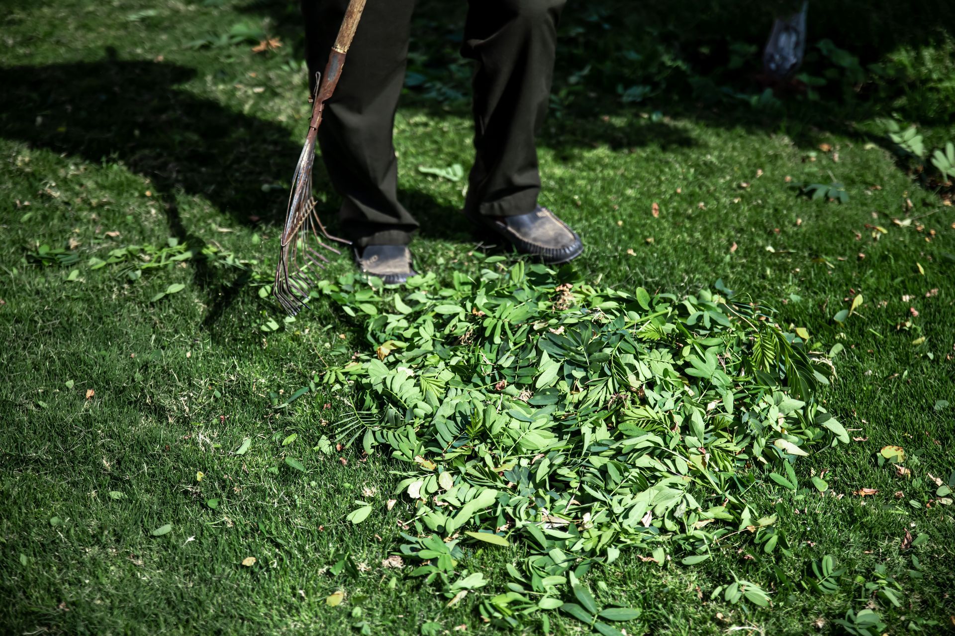 A person is raking leaves off of a lush green lawn.