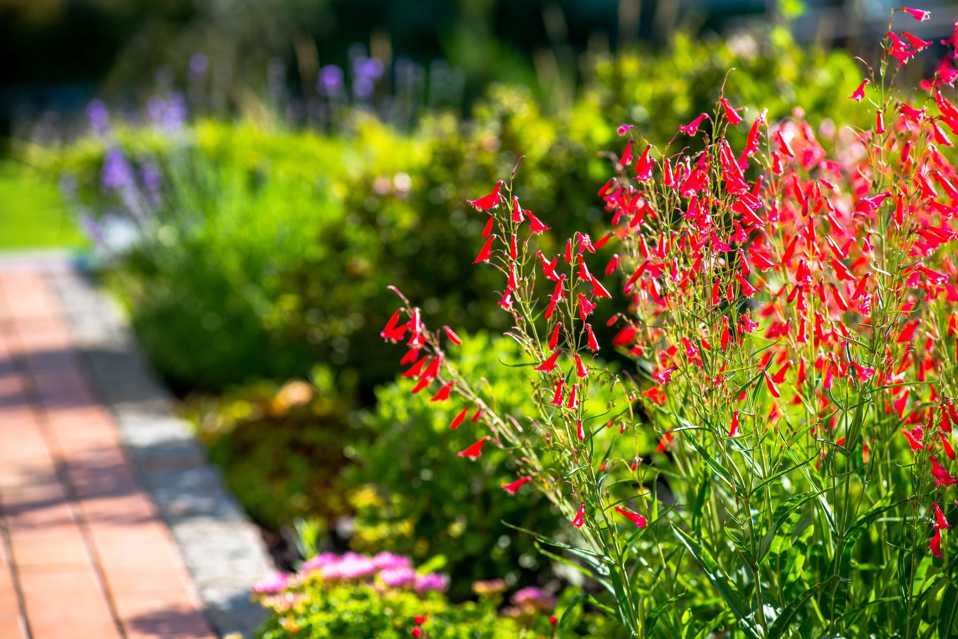 Red flowers bloom next to a brick pathway in a sunny garden.