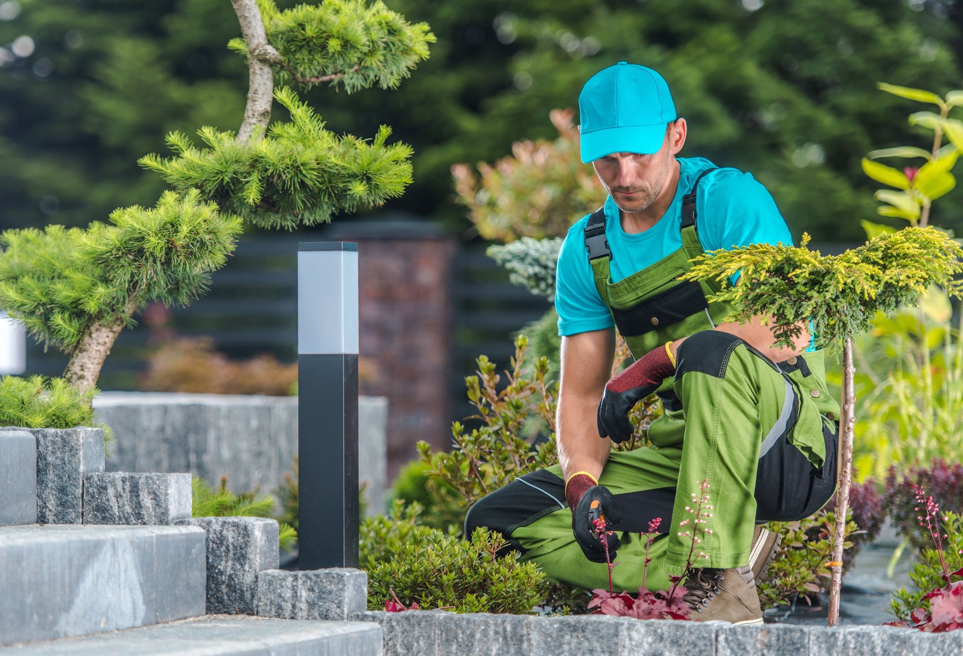 A man is kneeling down in a garden cutting plants.