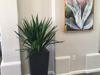 Tall green plant in a black square pot next to a wall with an agave painting.