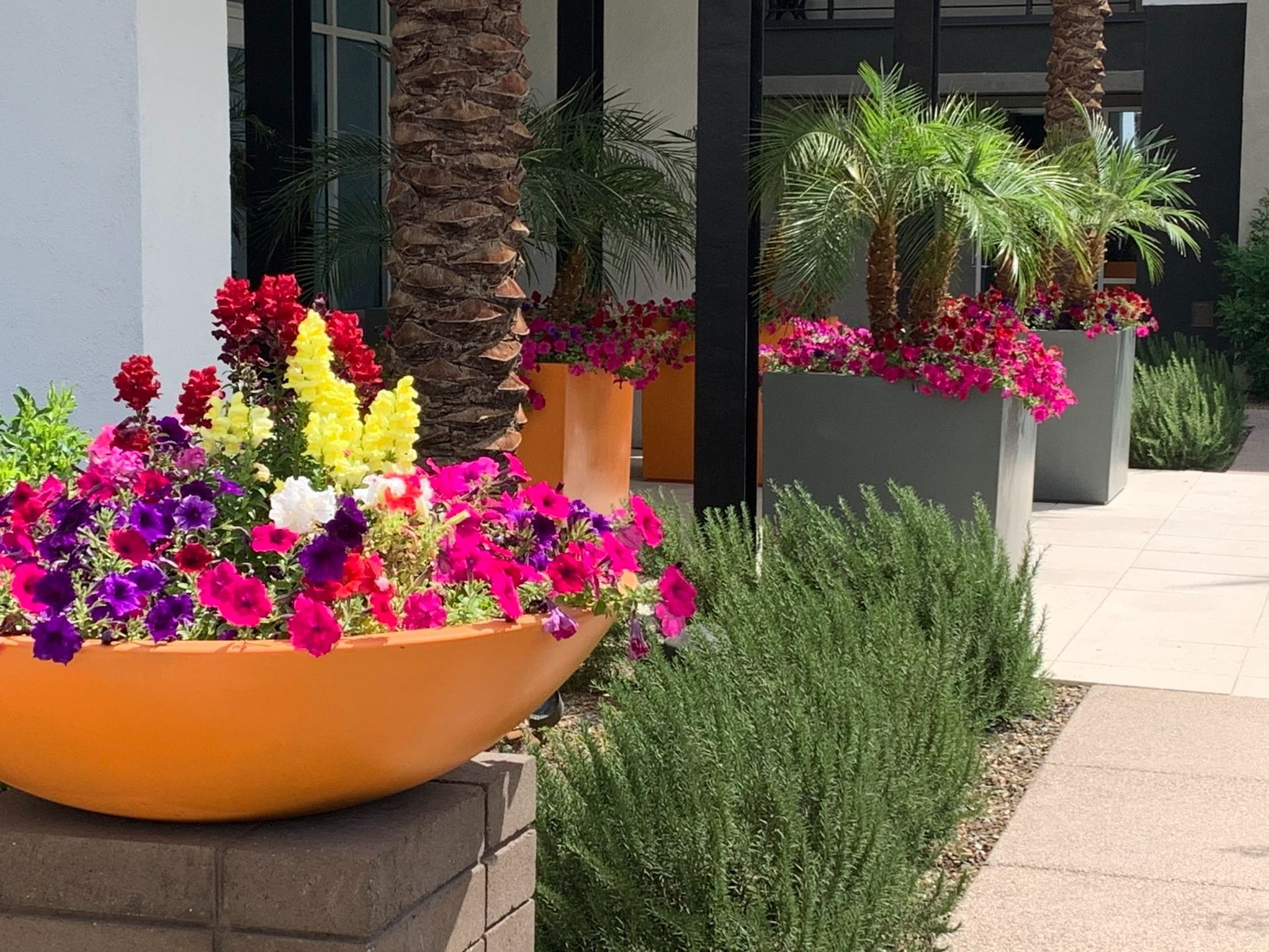 Colorful flowers in orange and gray planters, palms, and green bushes along a walkway.