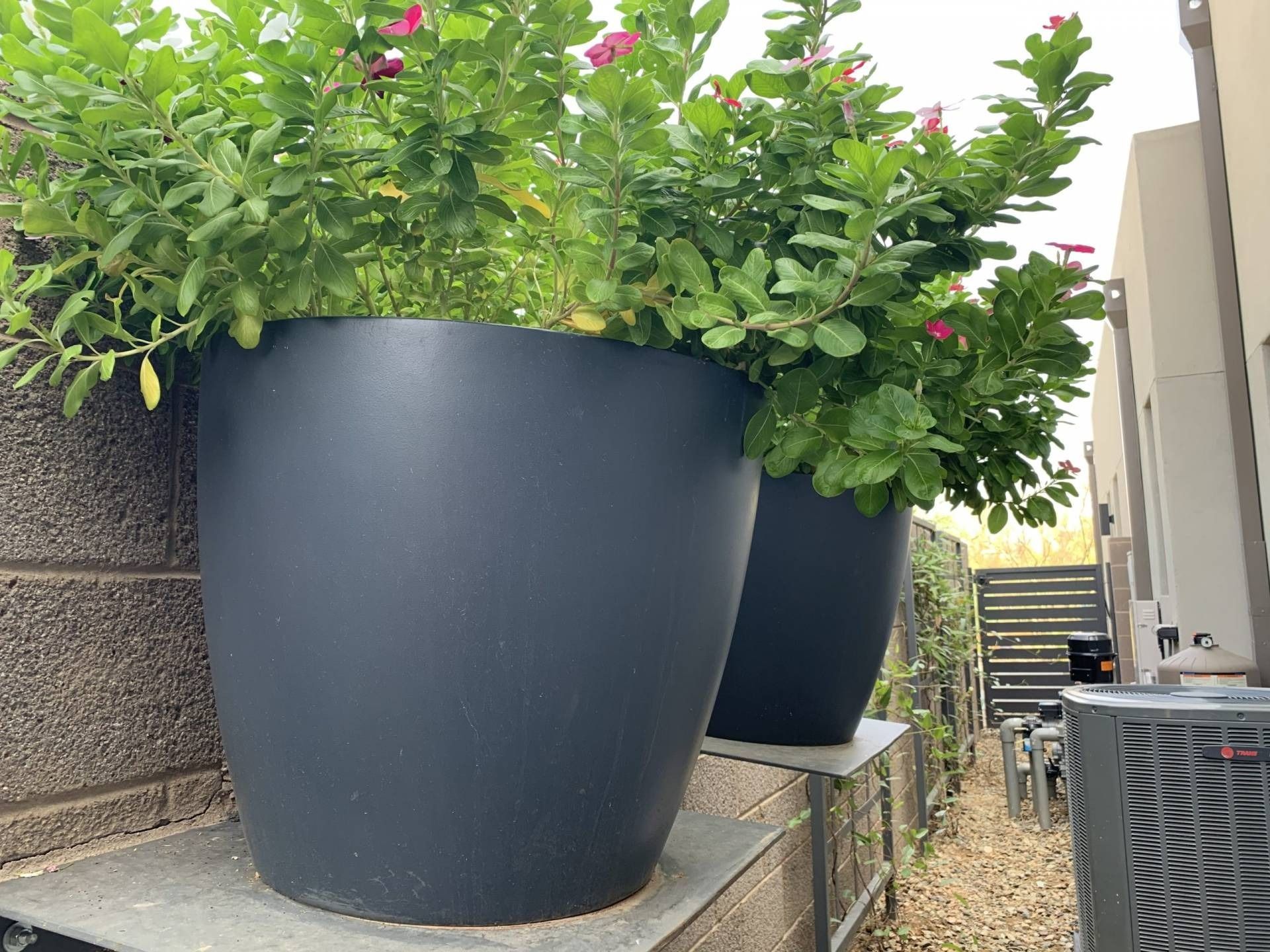 Two large, dark gray planters with green foliage and pink flowers sit on a ledge against a brick wall.