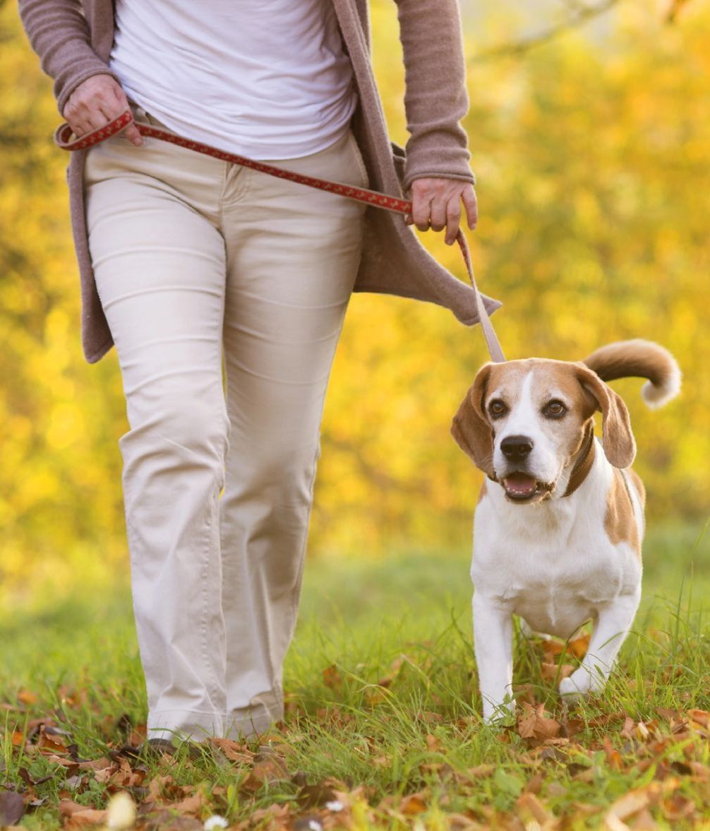 A woman is walking a small brown and white dog on a leash