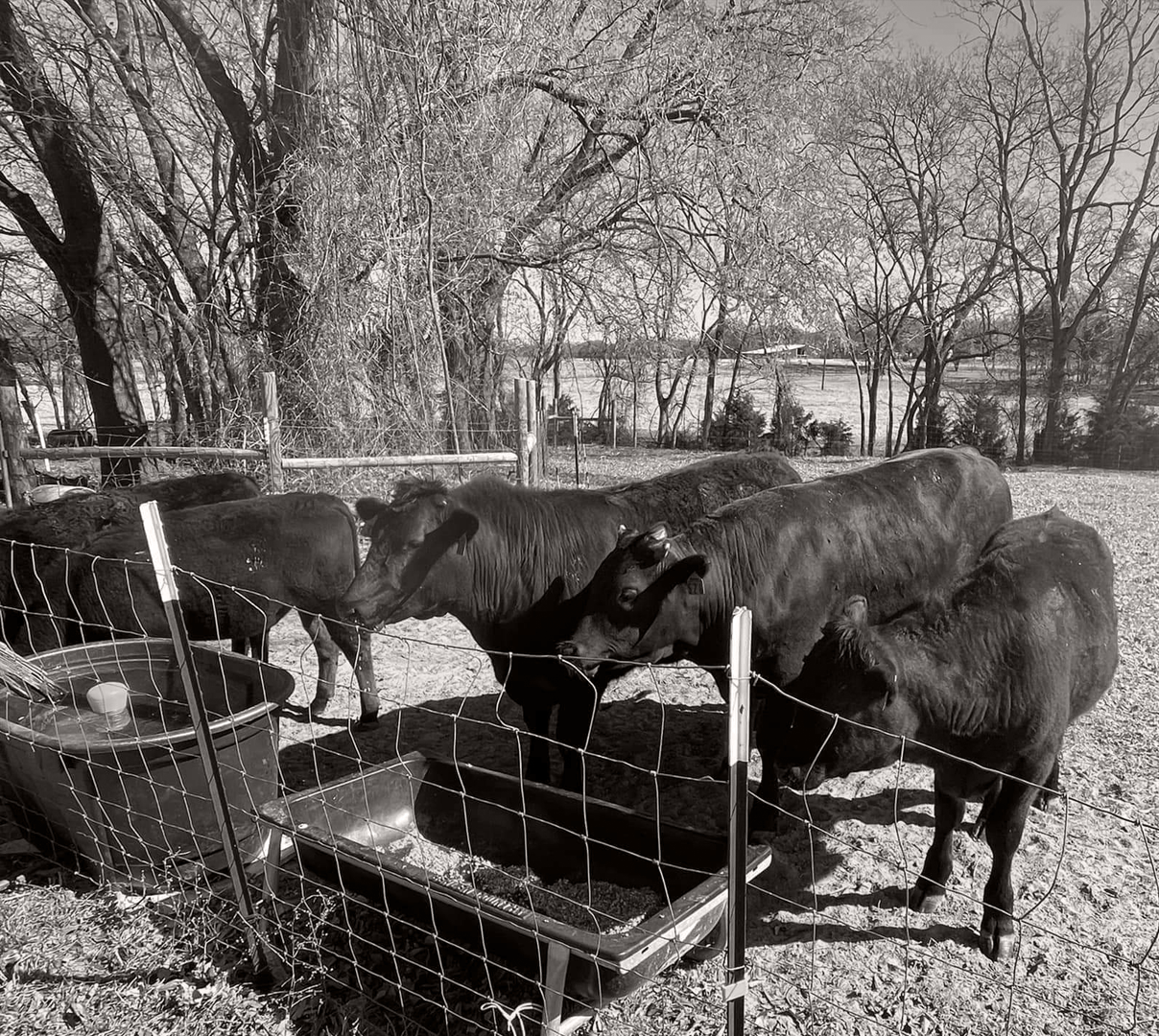 A black and white photo of a herd of cows in a field