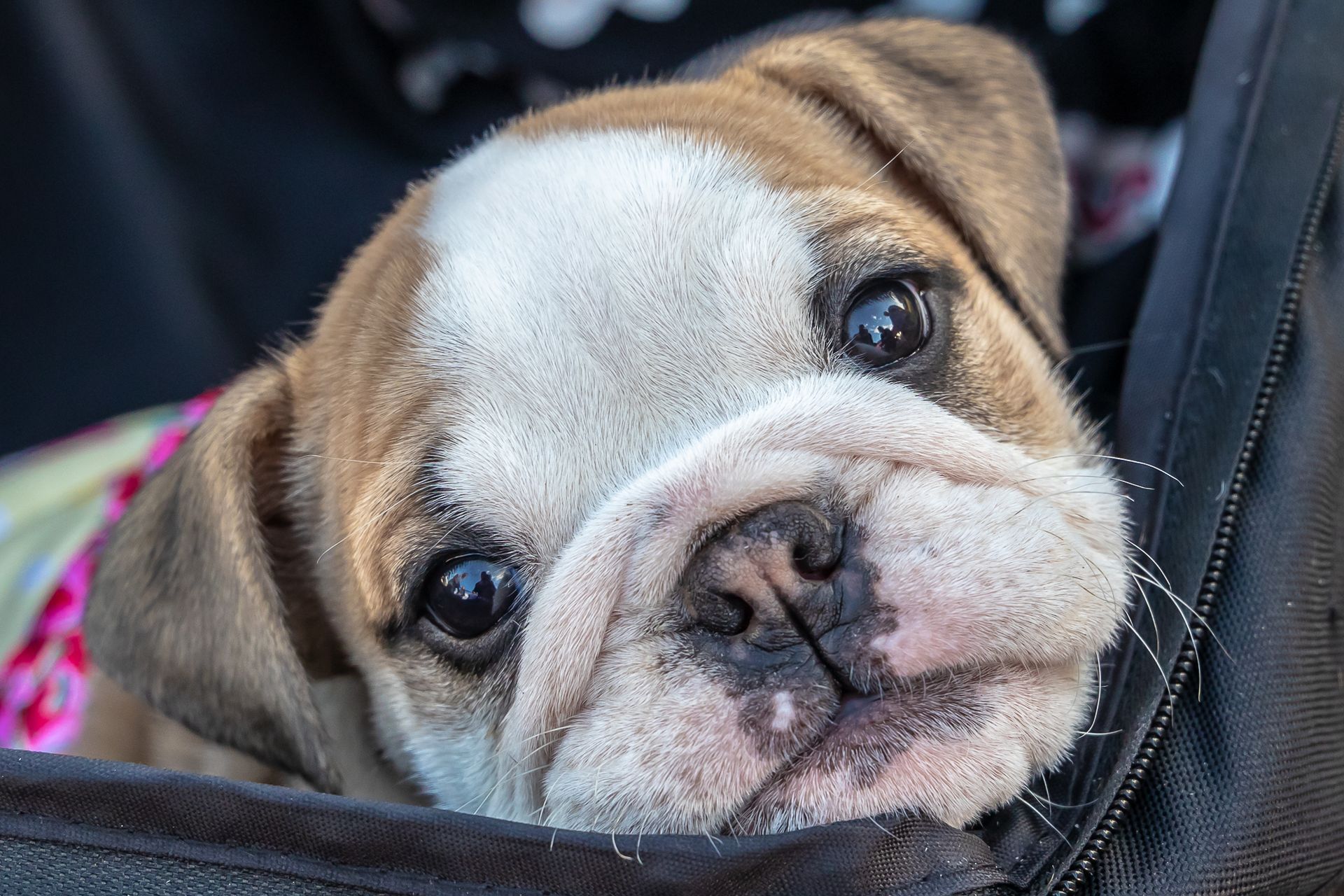 a brown and white bulldog puppy is laying in a suitcase .