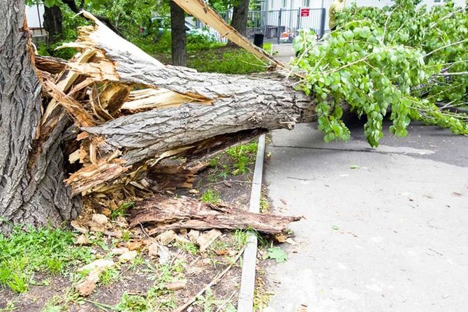 Large fallen tree trunk blocking a sidewalk after a storm.