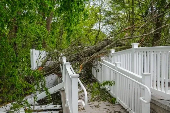 Large fallen tree branch resting on a white wooden deck.