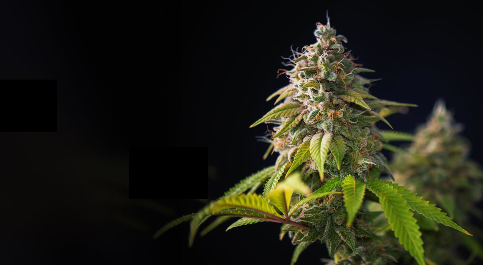 cannabis bud