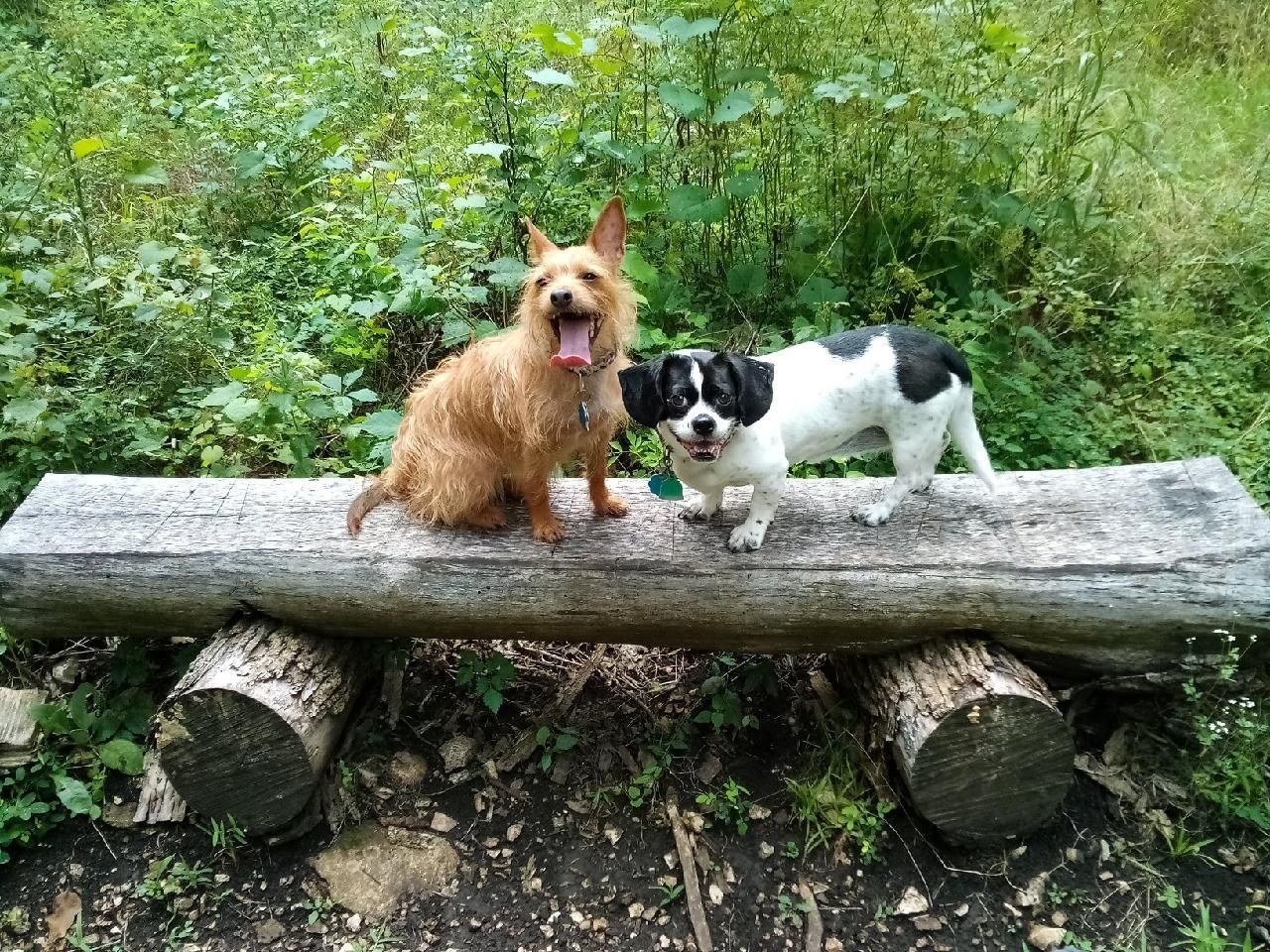 Two Puppies' | Springfield, MO | North Side Animal Clinic