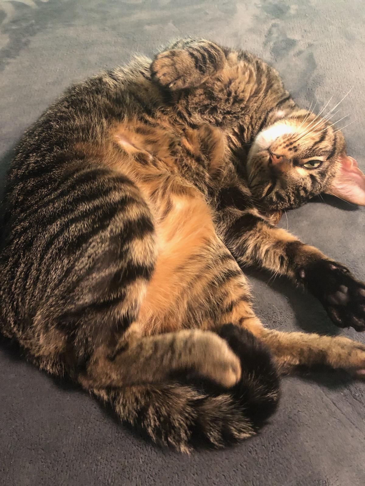 Cat | Springfield, MO | North Side Animal Clinic