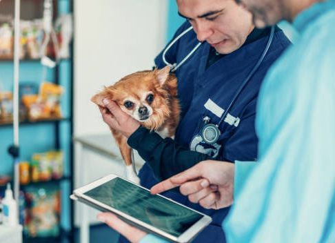 Pet Radiology — Springfield, MO — North Side Animal Clinic