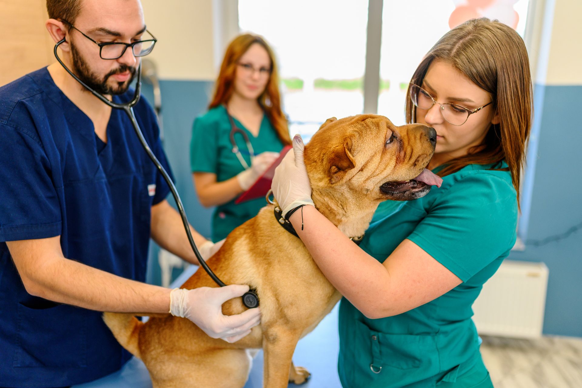 Surgery Services — Springfield, MO — North Side Animal Clinic