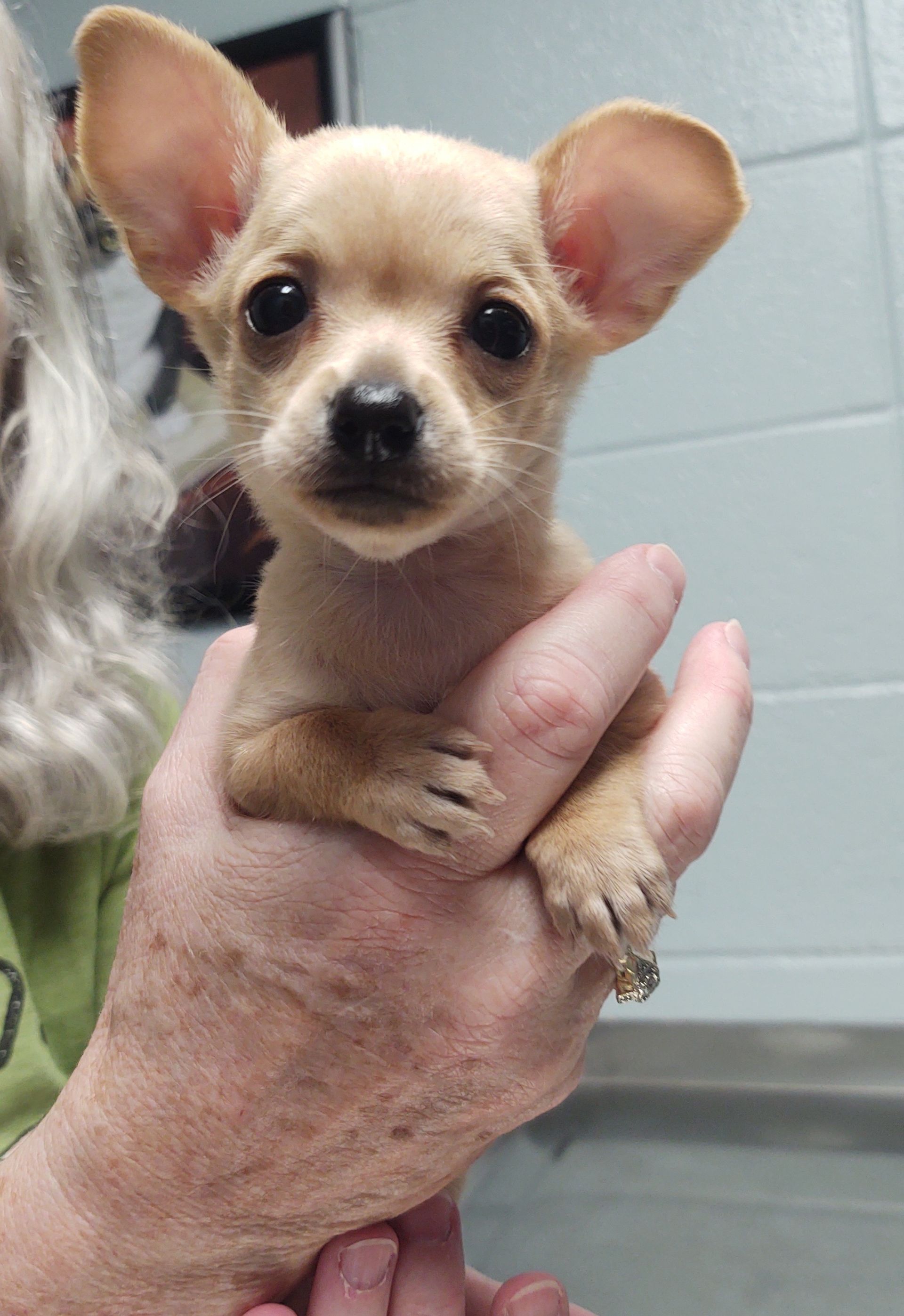 Cute Puppy | Springfield, MO | North Side Animal Clinic
