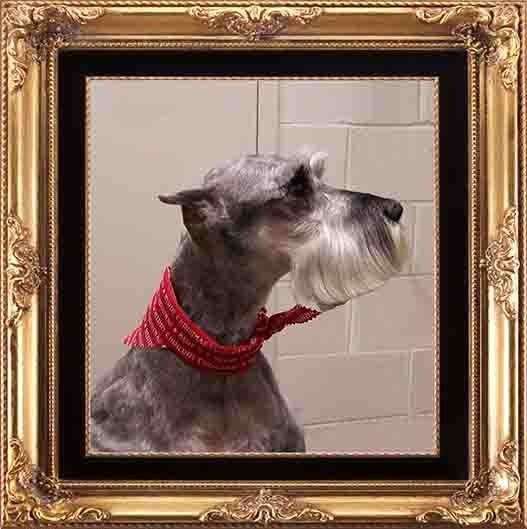 Newly Groomed Airedale Terrier — Hopewell, VA — Hopewell Animal Hospital