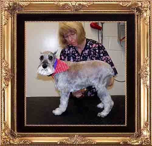 Woman Grooming A Dog — Hopewell, VA — Hopewell Animal Hospital