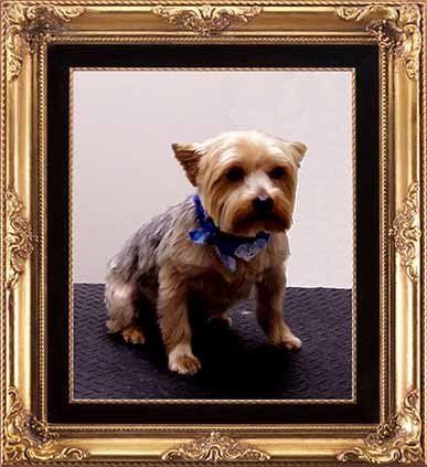 Small Dog With New Haircut — Hopewell, VA — Hopewell Animal Hospital