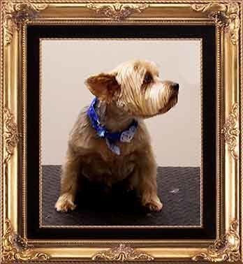 Side View Of A Small Dog — Hopewell, VA — Hopewell Animal Hospital