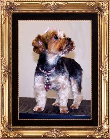 Maltese New Haircut — Hopewell, VA — Hopewell Animal Hospital