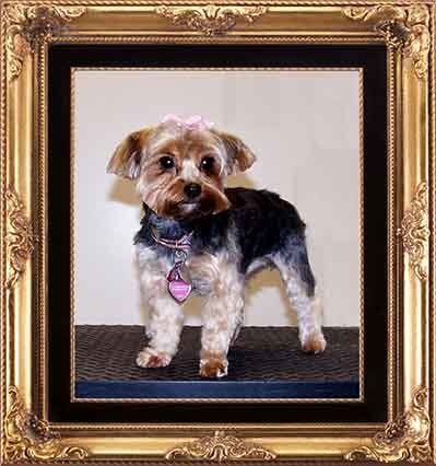 Newly Groomed Dog — Hopewell, VA — Hopewell Animal Hospital