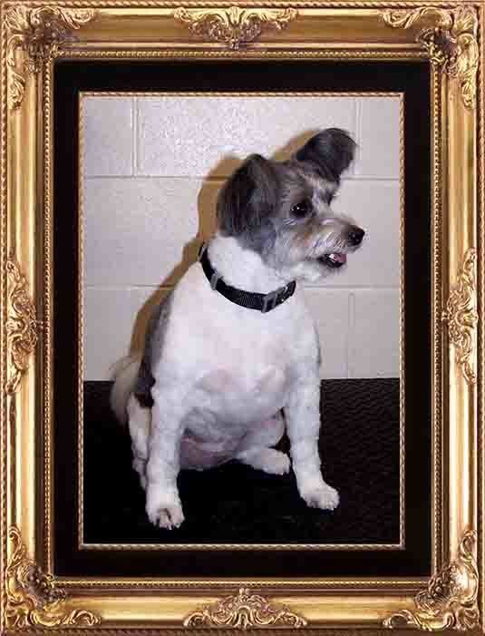 White Dog with Summer Cut — Hopewell, VA — Hopewell Animal Hospital