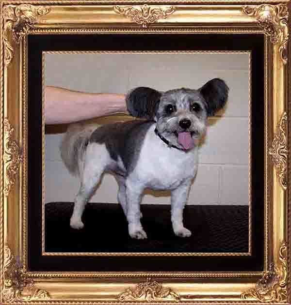 Hand Holding A Dog — Hopewell, VA — Hopewell Animal Hospital