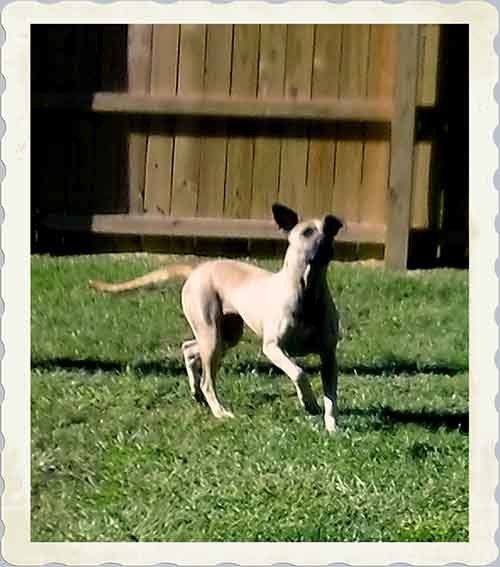 Dog Running — Hopewell, VA — Hopewell Animal Hospital