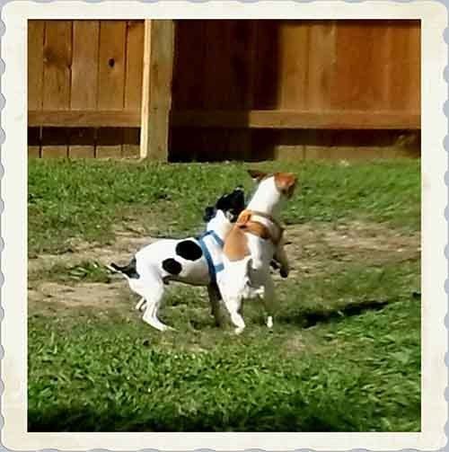Kennel Playing — Hopewell, VA — Hopewell Animal Hospital